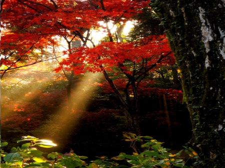 AUTUMN BEAMS - rays, sunshine, autumn, forest