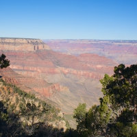 Pine Trees over Grand Canyon