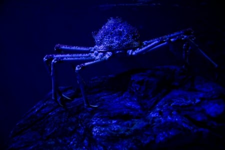 Blue Spider Crab Underwater - crabs, oceans, nature, sealife, underwater