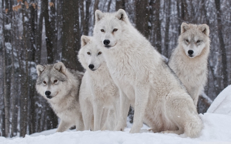 white wolves - animals, wolves, wild, other