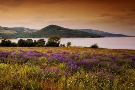 Purple wild flowers - flowers, great, sea, wild