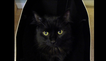 CAT-IN-A-BAG - Bag, Cat, Black, Eyes