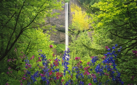 latourell falls - flower, waterfall, tree, latourell