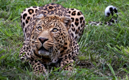 supurb leopard - leopard, grass, feline, cat