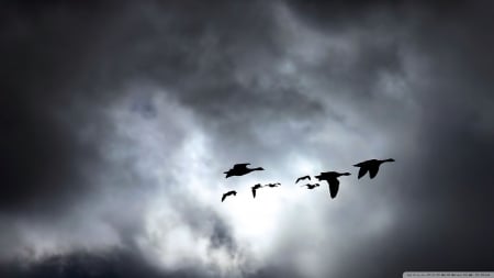 migrating geese - geese, cloud, bird, migration