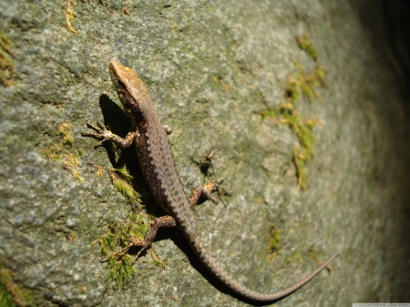 lizard on side of stone - rock, lizard, stone, reptile