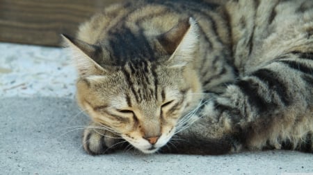 sleeping cat - cat, feline, tabby, sleep