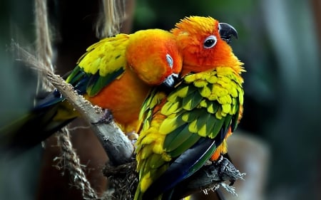 parrots - plumage, bird, colourful, parrot