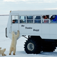 curious polar bear family