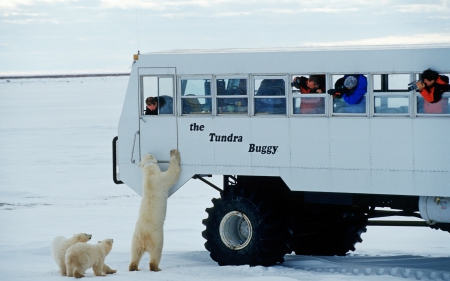 curious polar bear family - snow, bear, bus, polar