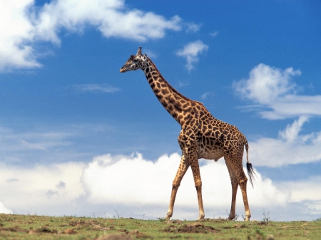 giraffe - landscape, grass, sky, giraffe