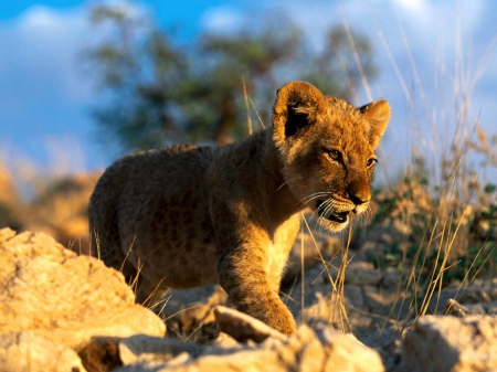 lion cub - rock, cub, cat, feline, lion