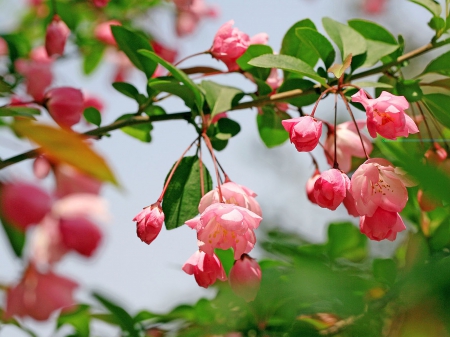 Dazzling Begonia - flowers, leaves, stem, green