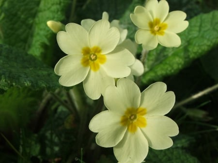 Yellow primroses - stem, yellow, green, leaves