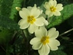 Yellow primroses