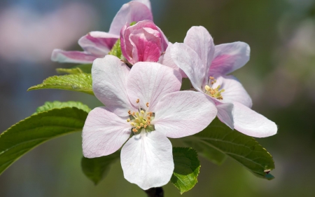 Cute blossoms - flowers, cute, 007, leaves