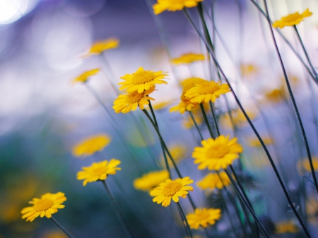 Camomile flowers - flowers, stem, cute, yellow