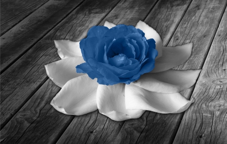 Two smells... - flowers, white, wooden, blue, two colours, rose, floor, petals