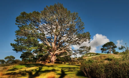 Giant tree - gaint, nature, tree, field