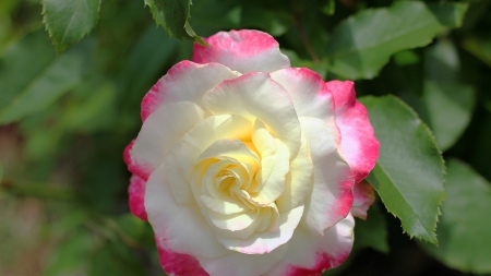 Rose - white, flower, pink, rose