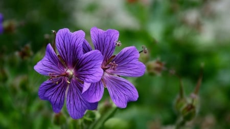 Purple Love - flowers, great, love, purple