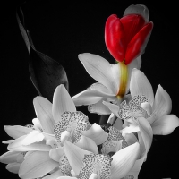 For dear friend Melissa