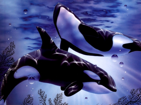 Killer Whales - bubbles, killer whale, reflection, underwater