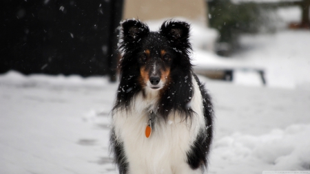 dog - canine, winter, snow, dog