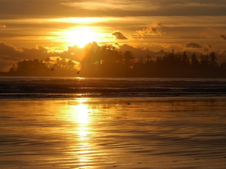 golden sunset - tree, ocean, sunset, golden