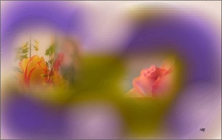 Colores y flores - color, vista, fantasia, pasion