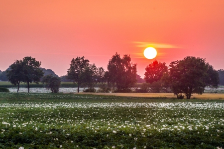 Serenade - sky, trees, sun, field, pink, beautiful, river, green, flowers