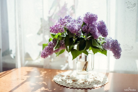 Lilacs - lilacs, abstract, flowers, soft