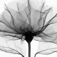 X Ray Vision of Poppy by Steven Meyers