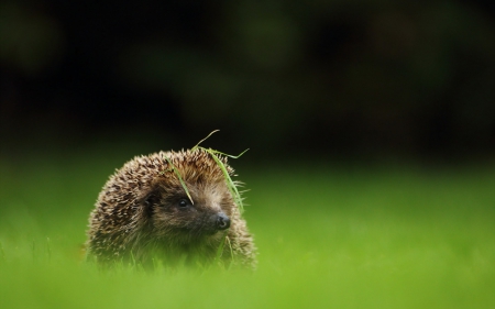 Hedgehog - animal, cute, hedgehog, needles, green