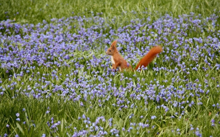 Squirrel - flower, animal, squirrel, field, blue, green