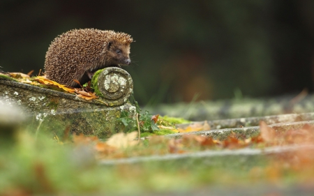 Hedgehog - animal, hedgehog, autumn, green, neddles, cute, leaf