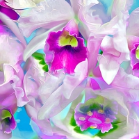 Orchids