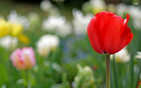 Red tulip - red, leaves, flower, pink