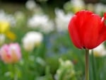 Red tulip