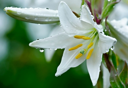 White Flower - white, flower, drops, water