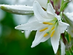 White Flower