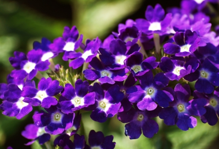 Flowers - great, nature, purple, flowers