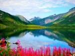 Lake Flowers