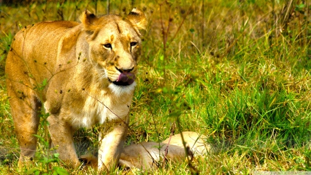 african lioness - lioness, feline, cat, african