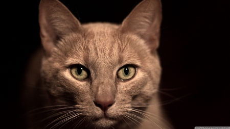 beige cat - feline, face, cat, beige