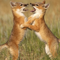 playful foxes