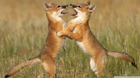 playful foxes - foxes, playful, canine, dog