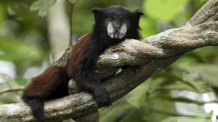 saddle back tamarin - saddle, back, branch, tamarin