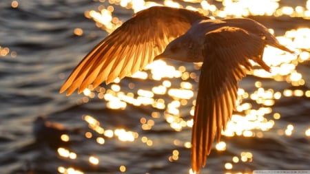 seagull in flight - bird, water, seagull, flight