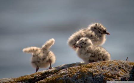 seagull chicks - seagull, rock, chick, bird